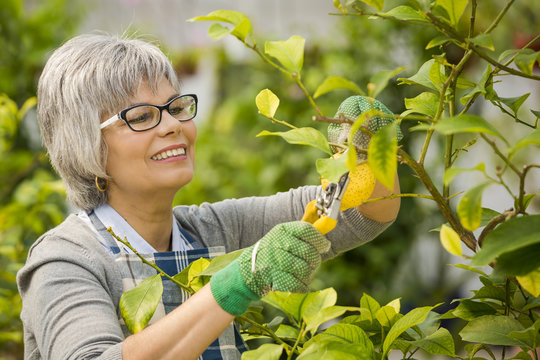 Taking Care Of Lemon Tree