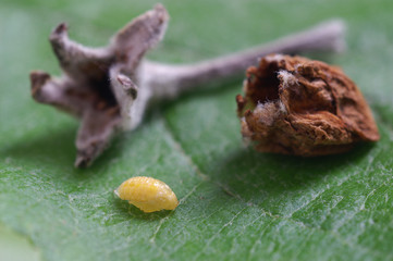 Apple blossom weevil - Anthonomus pomorum