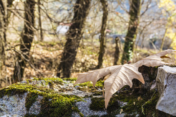 Dry leaf on mossy stone