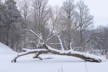 Forest river in winter