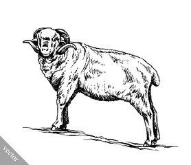 engrave ink draw sheep illustration