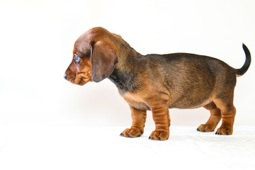 Obraz premium Puppy dachshund who turned a half months