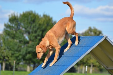 Yellow Labrador Retriever at Dog Agility Trial