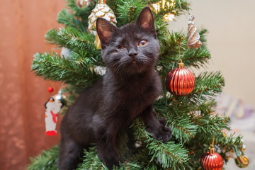 Kitten invalid, with one eye on the Christmas tree