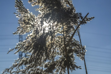 Речной камыш © valteru