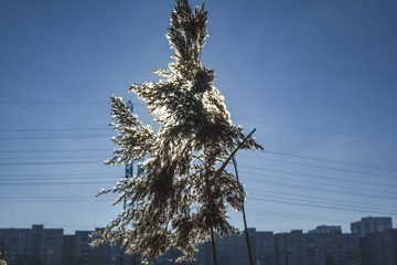 Речной камыш © valteru