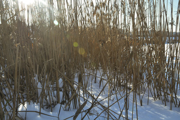 Речной камыш © valteru