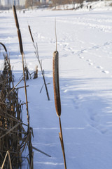 Речной камыш © valteru