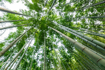 Fototapeta na wymiar Green bamboo forest in the summer
