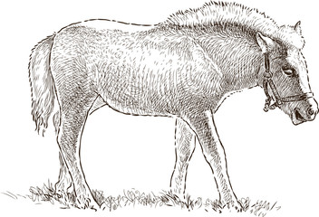foal grazing