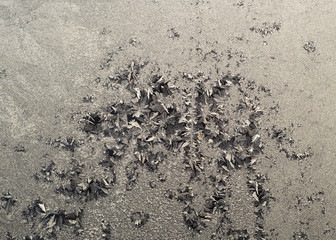 frost pattern on the window