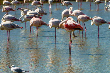 Fototapeta na wymiar Pink Flamingo (Phoenicopterus ruber) in Camargue, France