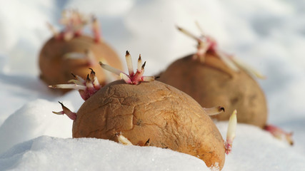sprouting potatoes in the snow
