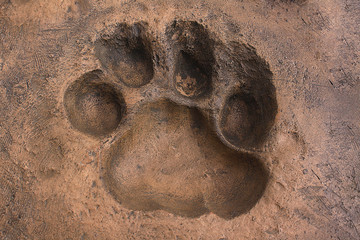Big cat spoor made in the artificial stone © tranac