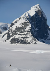 One Adelie penguin walking on the snowy plain with high rocky mountain in the background and blue sky, Antarctic Peninsula, 