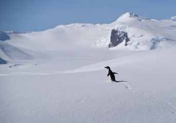 Naklejka na ściany i meble One Adelie penguin walking on the snowy plain, with blue sky, Antarctic Peninsula, 