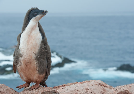 Young Adelie penguin with punk look, standing on rock, looking at the sea, Antarctic Peninsula, Antarctica