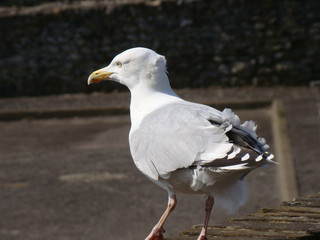 close-up of a seagull