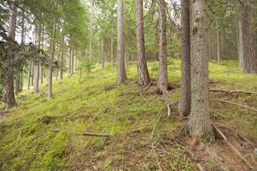 Inside a typical forest of the Italian Alps