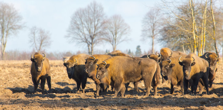 Fototapeta European Bison hurd in winter