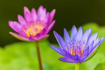 Beautiful lotus bloom bright