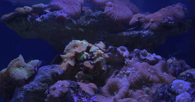 Discosoma, Actinodiscus, Mushroom Coral, Soft Coral Closeup, Moorish Idol