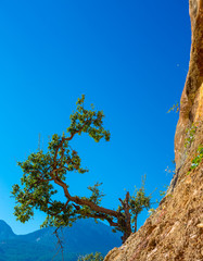 Fototapeta premium Green Tree growing on orange vertical Rock blue Sky Background