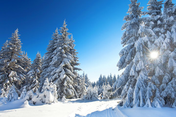 perfekter Wintertag im Wald