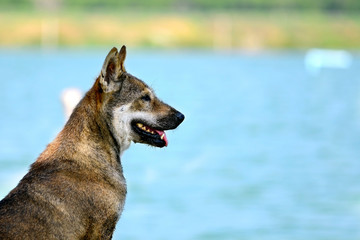 Thai Brown dog near the sea