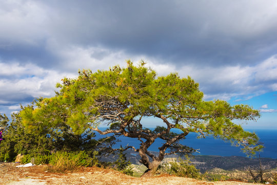 green pine rtee on a blue sky background