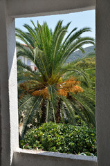 Palm Tree Branches and Fruits through Window