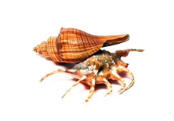 two sea shells on a white background