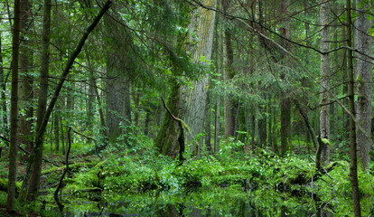 Obraz premium Deciduous stand of Bialowieza Forest in summer