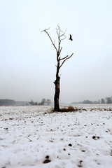 Samotne, suche drzewo w polu, śnieg, ptak.