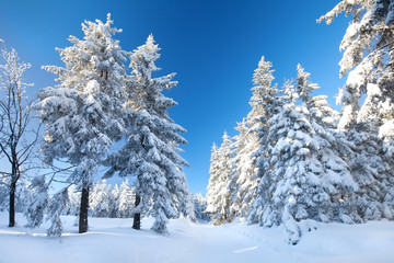 Tannenwald im Schnee