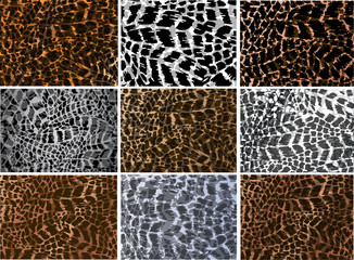 Colorful animal skin texture collection