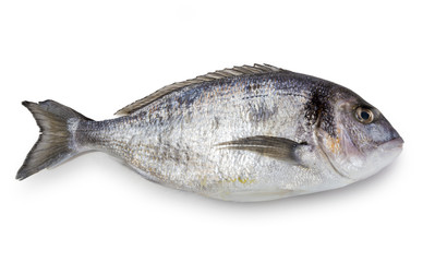 Dorada aislada sobre fondo blanco