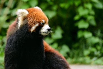 Red panda in bear forest