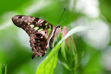 Schmetterling auf Blume © Corri Seizinger