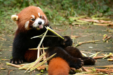 Fototapety  Czerwona panda jedząca bambus Chengdu, Chiny