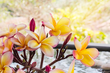 Obraz na płótnie Canvas Beautiful orange flower frangipani on water with nature backgrou