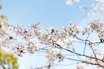spring tree