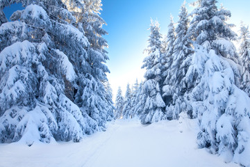Schnee auf den Tannen im Thüringer Wald