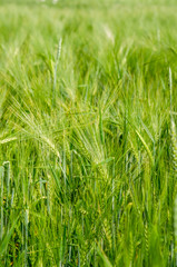 young wheat on farm land