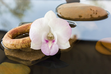 orchid flowers on water and pebble