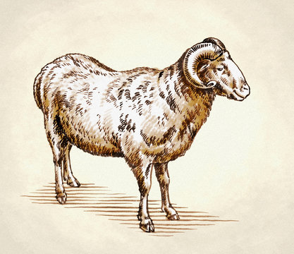engrave ink draw sheep illustration
