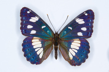 Fototapeta premium Southern White Admiral, Limenitis reducta butterfly