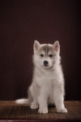 Cute Puppy Siberian Husky