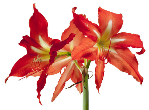 Inflorescence Hippeastrum flower bud pistil stamen on white background