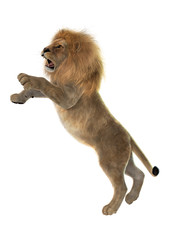 Naklejka premium Male Lion on White